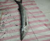warning: dead fish Can any body tell me it&#39;s name bought it in mascut oman from uzbek sluts in muscat oman 2023