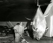 The largest tuna ever recorded was an Atlantic bluefin caught off Nova Scotia in 1979 that weighed 1,496 pounds from nova scotia