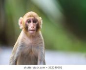 Just discovered this sub and all the naked chicks in it. Anyone wanna vote for macaque?!? from bonnet macaque jpg