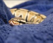 Picture of my snake i took from xxx picture of kajal agarwal