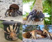 The coconut crab is the largest land-dwelling arthropod in the world, growing up to 1 meter in width (over 3 feet). It will climb trees to get to its namesake food - coconuts, using its large claws to clip and crack the coconut. A juvenile crab will somet from rockychoi coconut