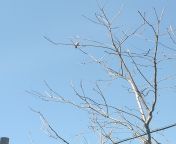I came across this woodpecker when I was going for walk with my mother this afternoon.The woodpecker isn&#39;t often seen in town of China.I&#39;m in Beijing now from woodpecker ep1