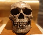 Skull of a Harappan [Harappa: INDUS VALLEY CIVILIZATION SITE] at Indian Museum, Kolkata, West Bengal, India. [2512 x 2512] from west bengal murshidabad berhampore sex vdo mms real loaf
