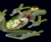 Due to the reticulated glass frog&#39;s transparent skin, their organs can be seen from the outside! from panty can be seen from pant hotphotos