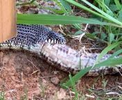 Just a snake eating a snake! (East Texas USA) King snake chowing down on what I believe was a rat snake in a buddies yard today. from औरत बुर3gpnimal snake and