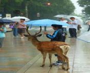 [50/50] Girl Shares Umbrella With Deer [SFW] &#124; Kid Watches Deer Friend Die [NSFW] from bhabi with deer