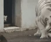 Mama Tiger gets scared intentionally from mememinati pyari smjh gai