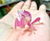 A rare adult orchid mantis from Malaysia. Beautiful specimens such as this are rare because their fabulous coloration attracts birds and they usually don&#39;t survive to adulthood. from jiran malaysia
