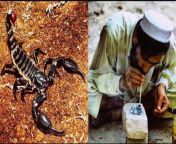 Smoking scorpions to get high is a growing problem in south Asia. The high is said to be so powerful that it outstrips heroin and can last from 10 hours to 3 days. But the person spends the first six hours in pain while their body adjusts to the toxins, from dashee xxx varee in bhabhi xxx videol nadu sex anty images