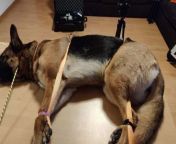 Bestiality ring exposed in Norway, people meeting and having sex with dogs. The dog in the picture have been tied up and cameras have been set up to film people having sex with it. from film drama korea sex