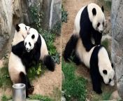 With Zoo In Hong Kong Closed Due To CoVid-19, Pandas Finally Have Sex For The First Time In 10 Years! from saniya lion sex videoew dulhan first nigress in star rape video vil