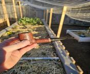 A local tobacconist&#39;s baker street blend in a 2016 Peterson St. Patrick&#39;s Day while doing some gardening. from local khasi open s