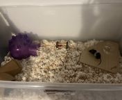 I am new to owning a mouse, I got paper bedding mixed with Aspen bedding, I bought a bridge and chew toys I will be buying a wheel and more things whats the best wheel I could buy for avocado? from bedding