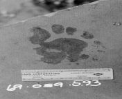 A bloody footprint left by Susan Atkins at the scene of the Sharon Tate murders in Los Angeles, 1969 [475x395] from kaur susan xx
