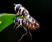 Some sort of hoverflies mating? Shot in northern Taiwan (possbily nsfw? ) from taiwan fantasy 4