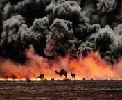 A group of camels against a backdrop of burning oil fields sabotaged by Iraqi troops. Gulf War, Kuwait, 1991. Photography by Steve McCurry. from kuwait mabula