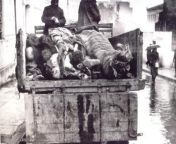 Collecting the dead in the streets of Athens, first winter of Axis occupation, 1941-42 during the Great Famine. The Axis initiated a policy for the plunder of crops, livestock, fuel, and anything of value that could confiscated. The situation was only m from axis faisal