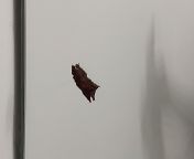 Can someone please help Identify this poop? I am in Alberta, Canada. The dropping is about 3-4 cm in length. I don&#39;t knoe what would be able to climb like this. This is the second time I&#39;ve found this kind of dropping on my mirror. from www six garl cm in
