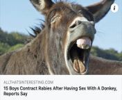 From Morocco World News : 15 teens were hospitalized and treated for rabies after contracting the disease when they gang raped a donkey. Families of the perpetrators are ashamed and shocked. Many with boys of a similar age had them vaccinated out of fearfrom villager lady had sex with boys of village