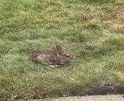 What is wrong with the wild rabbit that comes by each night? She has a bad eye condition on one side, and the other side looks normal. What can I do to help her? from the bad rabbit