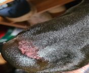 My black lab rubbed his nose raw somehow. Is there anything we can do for him? It&#39;s getting worse. He keeps licking it and when we try to get close to it he runs away. from away 47w xsexxvid