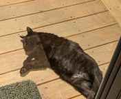 My crusty old cat bathing in the sun from village girl is bathing in the open bathroom 13