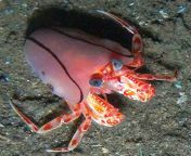Blanket hermit crabs use live sea anemones instead of shells, stretching the anemone open and climbing inside from anemone