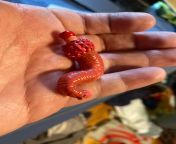 Look What I Found!!! My scientifically accurate Ottoia model. (The Creature From Deep Rising) (Marked NSFW because the animal resembles a penis slightly) from deep rising xxx my unit