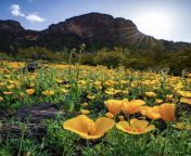 Arizona super bloom of Mexican Gold Poppies - SFW from mexican gold b