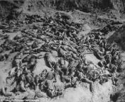 It is estimated that over 200 thousand south koreans are dead in mass graves like these. from koreans girls nangi in video