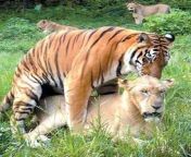Two tigers sex photo. from kaitrina kaif sex photo xxx