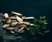 Pleurotus eryngii (also known as king trumpet mushroom, French horn mushroom, eryngi, king oyster mushroom, king brown mushroom, boletus of the steppe from king 1