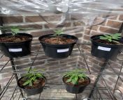 Hardening off the ladys, as the temperatures rising slowly ? (2x Frisian Dew, 1x Skywalker Haze, 2x clones) from 2x vedoo a0v6boji