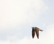 Photo of a herring gull :) from usa gull