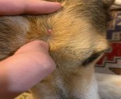 Whats this little lump on my dogs head? (nsfw just in case, not really graphic) from lump com