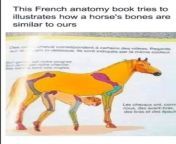 Human anatomy vs horse anatomy ??? from human anatomy dissection 25