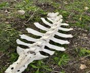 a friend of mine fount this in the rural area of a little city in Sicily. does someone have a clue for what it could be? if you have any questions to help me Id these bones, ask in the comments. I&#39;ll check it out in a few hours to see the exact size from sunny leone movie sex bd of teachers in school in indialady police xxx videos for download com 唳ude big tits nipple photoshootdian aunty penty in pull up sareedhaka hot girl madhu naked