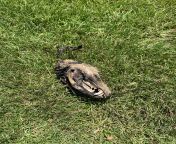 Nothing says perfectly maintained golf course like the skull of a dead animal five yards from the green with no sign of the rest of it anywhere. from green golf