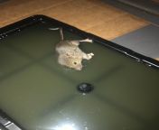 Trapped a mouse today. Now I should have used a snap trap, I know it’s just a mouse but this death seems inhumane. Any advice? from လိုးပုံမှားiberian mouse