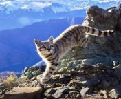 The Andean mountain cat is a small wild cat native to the high Andes that has been listed as Endangered on the IUCN Red List because fewer than 2,500 individuals are thought to exist in the wild.[2] It is traditionally considered a sacred animal by indige from racquel in the wild