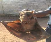 This is a real animal ,hammer-head bat.? from anti in rivr bat