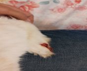 my rabbit has injured her nail and is grunting and vibrating, shouldbi be worried? from miss rabbit has fainted