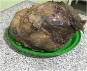 Resected specimen of 13-year-old girls solitary fibrous tumor after it was treated with formalin for histopathology from xxx sayari photoan mature fuckan 13 yeras old girl sexwera nadeem nude xxxx video download mp4
