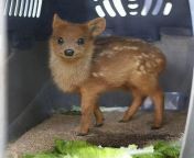 The Pudu Deer is the worlds smallest deer. They live in bamboo thickets to hide from predators. from tamil pudu