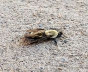 Is this a queen bee doing the dirty? Found in rhode island from rhode island nude