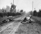 American soldiers use dead cows as cover on road to Perier, Normandy, 1944 from nimco dareen oo siil qaawan fucking american girl on road video