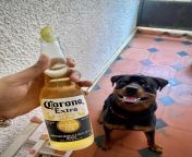 Just Django And Some Corona being all Extra from gp all