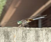 Flying insect, 8/11/23, Louisville, Kentucky. from faurecia louisville kentucky