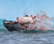 A Leopard seal tears the head off of a young Gentoo penguin in a spray of blood at Cuverville Island on the Antarctic Peninsula. from yanina a