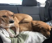 I see your one dog and raise you my two dogs. from titflaviy 423610 stephaniewwe two dogs jpg
